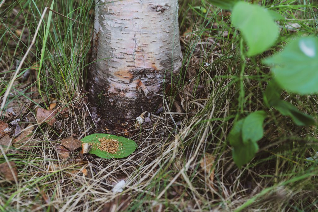 A symbolic moment featuring a tobacco offering placed respectfully at the base of a birch bark tree