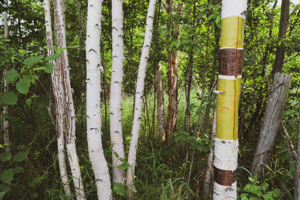 A birch tree with sections of its bark trimmed away revealing the textured and light-coloured inner layers