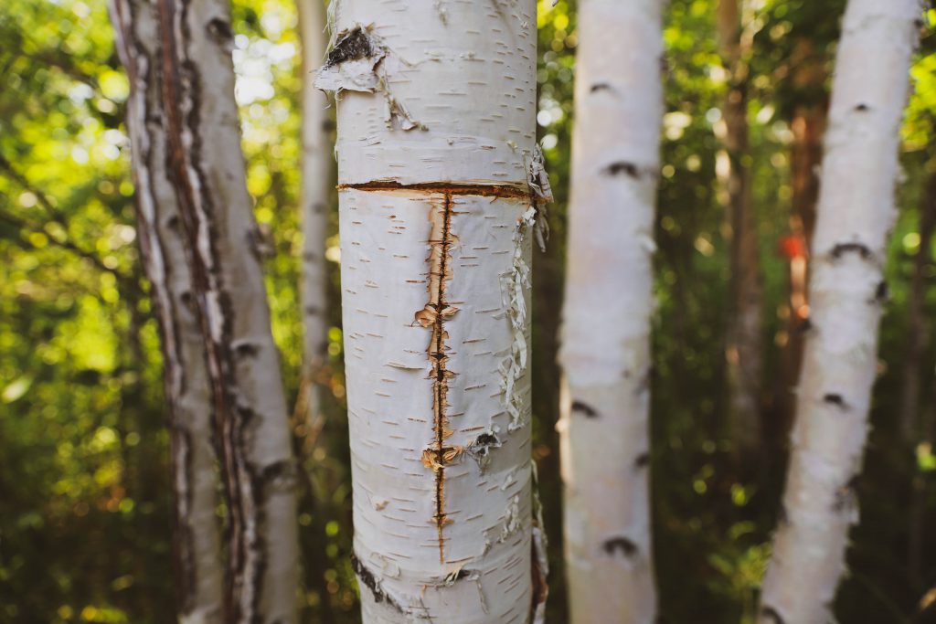 A birch tree undergoing traditional harvesting of the bark