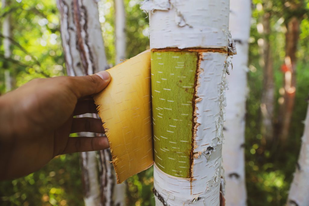 A birch tree undergoing traditional harvesting of the bark