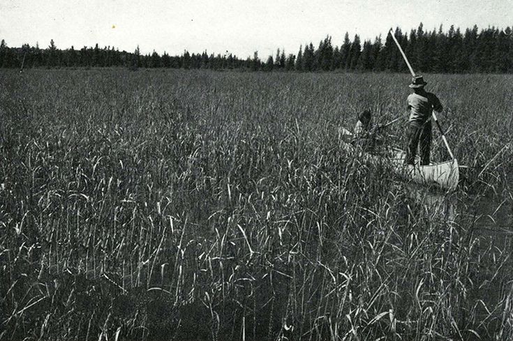 Old photo of people gathering wild rice in a canoe