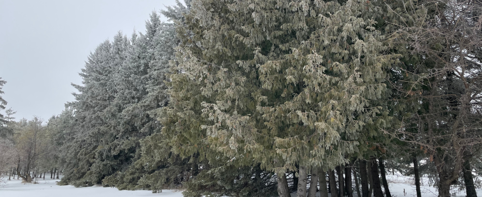 A line of trees covered in frost.